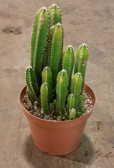 6" Cactus Fairytale Castle